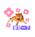 柴犬ぬいちゃん（個別スタンプ：6）