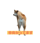 柴犬ぬいちゃん（個別スタンプ：8）