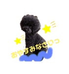 日常言葉♥わんこ組（個別スタンプ：1）