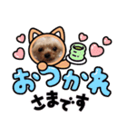 日常言葉♥わんこ組（個別スタンプ：3）