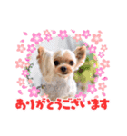 日常言葉♥わんこ組（個別スタンプ：4）