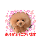 日常言葉♥わんこ組（個別スタンプ：7）