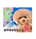 日常言葉♥わんこ組（個別スタンプ：8）