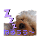 日常言葉♥わんこ組（個別スタンプ：10）