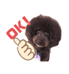 日常言葉♥わんこ組（個別スタンプ：14）