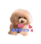 日常言葉♥わんこ組（個別スタンプ：16）