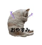 ころすけさん（個別スタンプ：2）