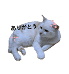 ころすけさん（個別スタンプ：4）
