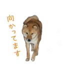 ゆっちゃん01（個別スタンプ：22）