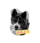 秋田犬ララちゃんスタンプ（個別スタンプ：1）