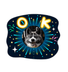 秋田犬ララちゃんスタンプ（個別スタンプ：2）