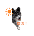 秋田犬ララちゃんスタンプ（個別スタンプ：4）