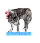 秋田犬ララちゃんスタンプ（個別スタンプ：6）