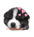 秋田犬ララちゃんスタンプ（個別スタンプ：7）