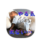 主に家族で使用する用の息子スタンプ（個別スタンプ：37）