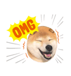 柴犬 ダイキチくん（個別スタンプ：1）