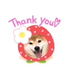 柴犬 ダイキチくん（個別スタンプ：2）