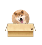 柴犬 ダイキチくん（個別スタンプ：3）