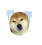 柴犬 ダイキチくん（個別スタンプ：6）