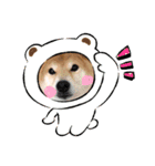 柴犬 ダイキチくん（個別スタンプ：7）