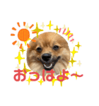 僕の愛犬ちこ！③（個別スタンプ：1）
