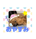 僕の愛犬ちこ！③（個別スタンプ：2）