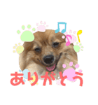 僕の愛犬ちこ！③（個別スタンプ：3）