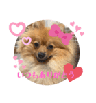 僕の愛犬ちこ！③（個別スタンプ：4）