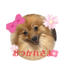 僕の愛犬ちこ！③（個別スタンプ：5）