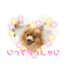 僕の愛犬ちこ！③（個別スタンプ：6）