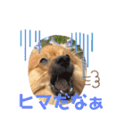 僕の愛犬ちこ！③（個別スタンプ：7）
