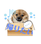 僕の愛犬ちこ！③（個別スタンプ：8）