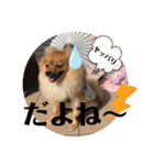 僕の愛犬ちこ！③（個別スタンプ：9）