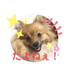 僕の愛犬ちこ！③（個別スタンプ：10）