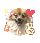 僕の愛犬ちこ！③（個別スタンプ：11）