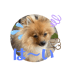僕の愛犬ちこ！③（個別スタンプ：12）
