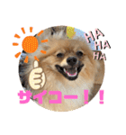 僕の愛犬ちこ！③（個別スタンプ：13）
