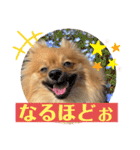 僕の愛犬ちこ！③（個別スタンプ：14）