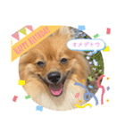 僕の愛犬ちこ！③（個別スタンプ：15）