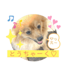 僕の愛犬ちこ！③（個別スタンプ：16）