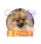 僕の愛犬ちこ！③（個別スタンプ：17）