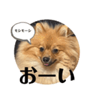 僕の愛犬ちこ！③（個別スタンプ：18）