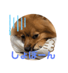 僕の愛犬ちこ！③（個別スタンプ：19）