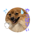 僕の愛犬ちこ！③（個別スタンプ：20）