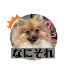 僕の愛犬ちこ！③（個別スタンプ：21）