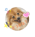 僕の愛犬ちこ！③（個別スタンプ：22）