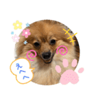 僕の愛犬ちこ！③（個別スタンプ：23）