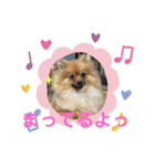 僕の愛犬ちこ！③（個別スタンプ：24）
