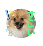 僕の愛犬ちこ！③（個別スタンプ：25）