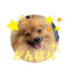 僕の愛犬ちこ！③（個別スタンプ：26）